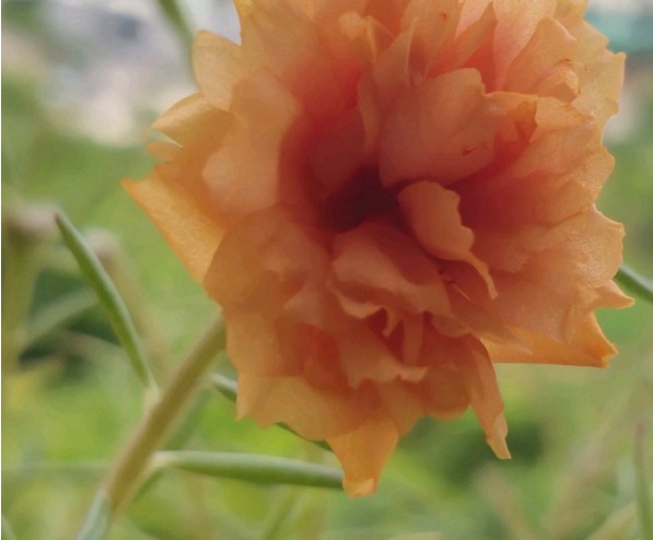 1632377936248257.jpg image.jpg