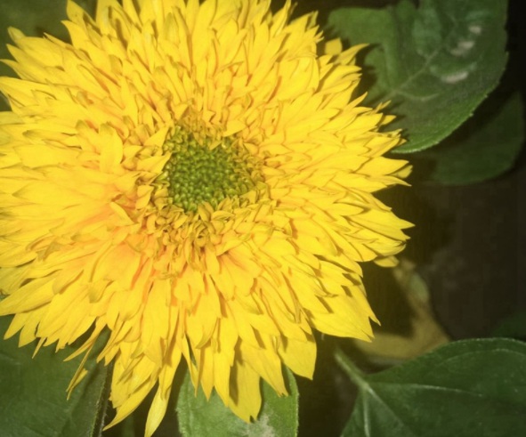 1632378414233364.jpg image.jpg