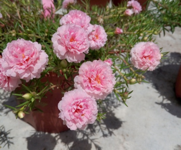 1632378693754405.jpg image.jpg