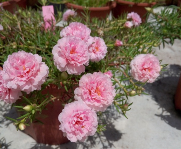 1632378936328371.jpg image.jpg