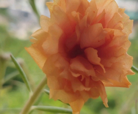 1632378955100025.jpg image.jpg