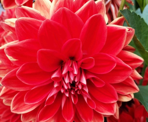 1632379630887734.jpg image.jpg