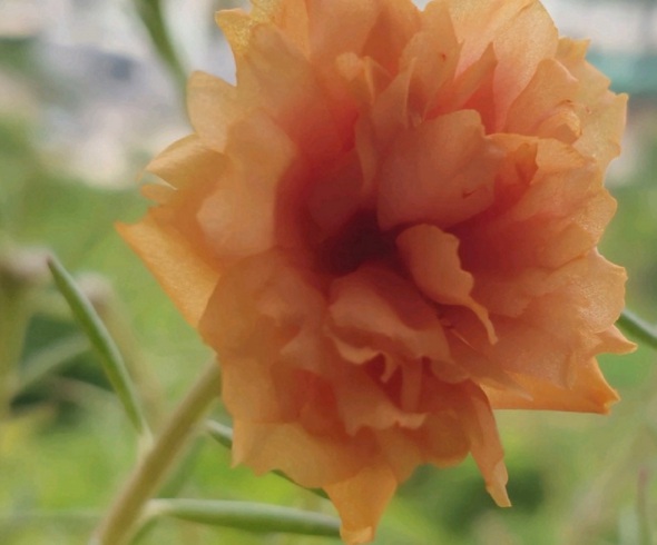 1632379741106741.jpg image.jpg