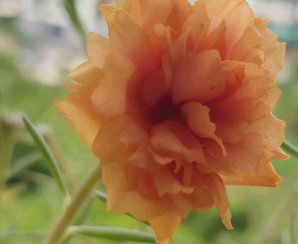 1632380025619324.jpg image.jpg