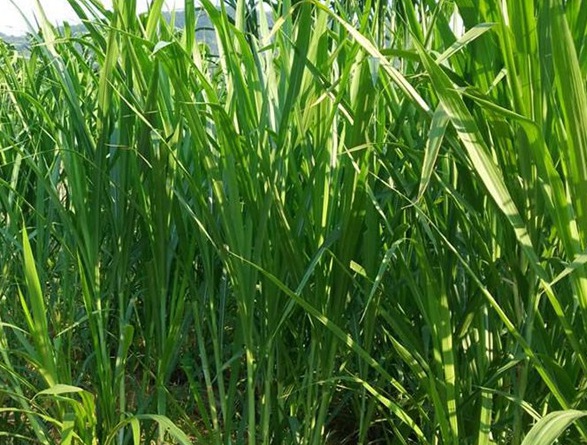 1632443845615510.jpg image.jpg