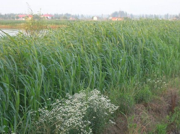 1632443876854912.jpg image.jpg