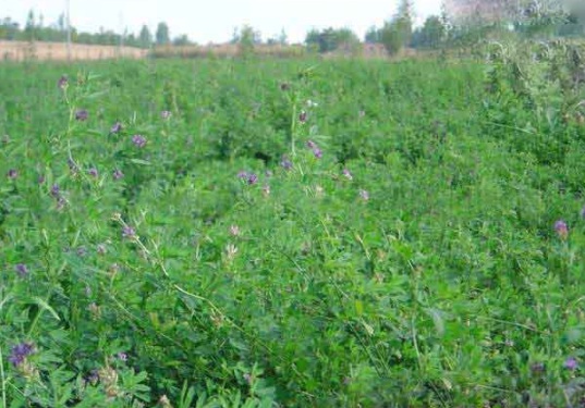 1632449963370990.jpg image.jpg