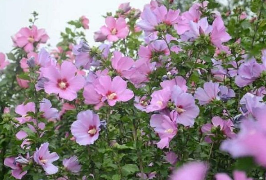 1632450512723375.jpg image.jpg