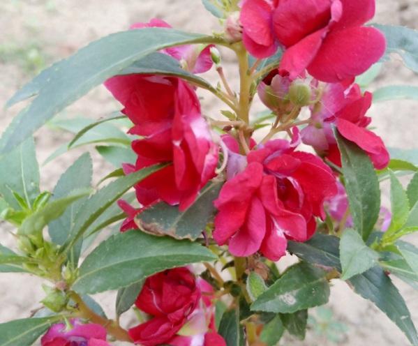 1632450801414423.jpg image.jpg