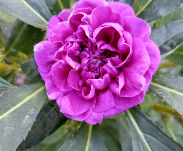 1632450819979235.jpg image.jpg