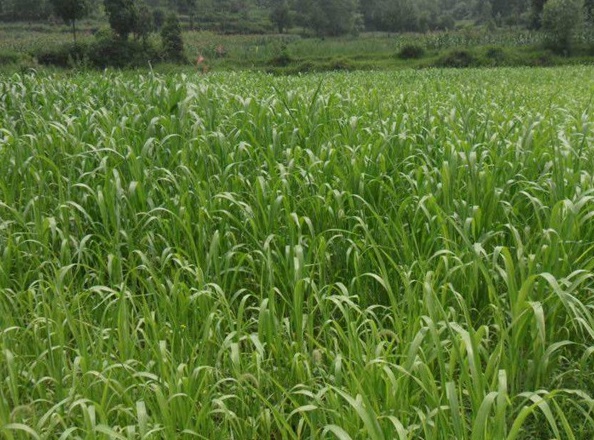 1632452376334543.jpg image.jpg