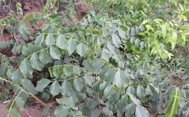 1632482213905916.jpg 1632482213905916.jpg