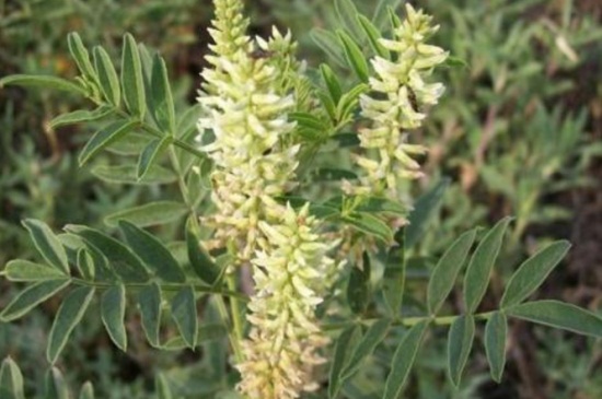 1632482237273703.jpg 1632482237273703.jpg