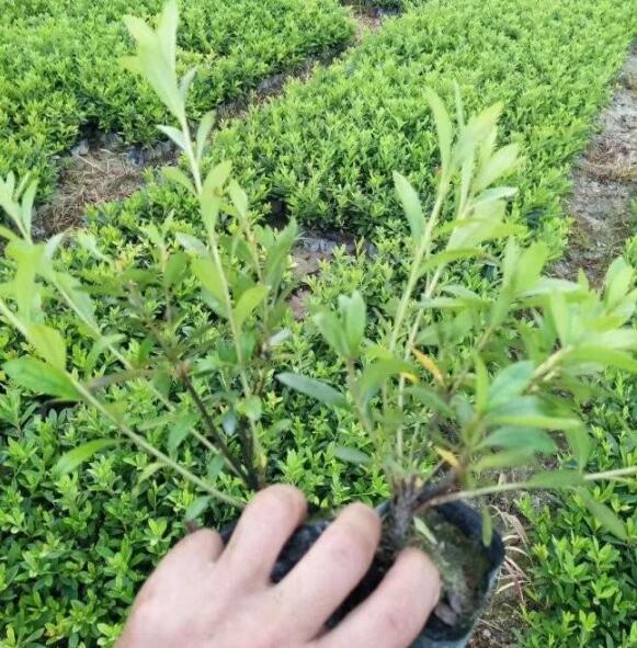 1632542946756906.jpg 1632542946756906.jpg