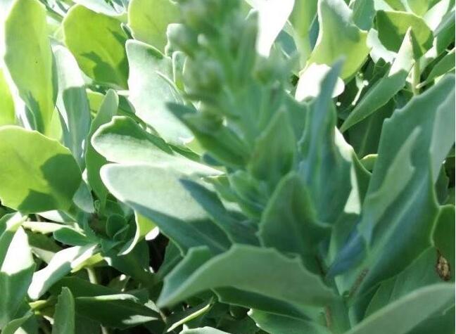 1632546514285018.jpg 1632546514285018.jpg