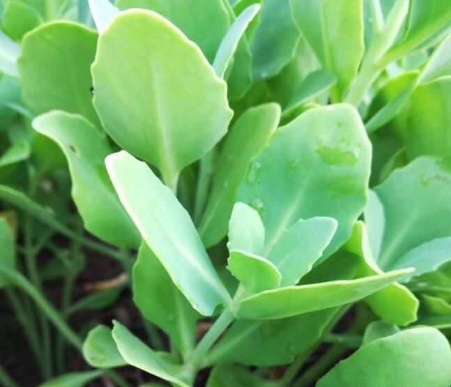 1632546514348589.jpg 1632546514348589.jpg