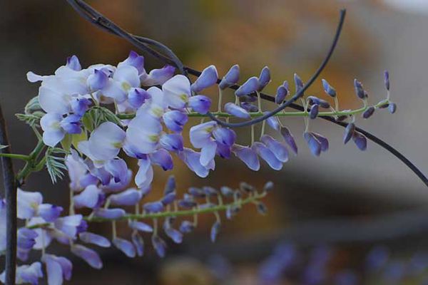 紫藤 紫藤
