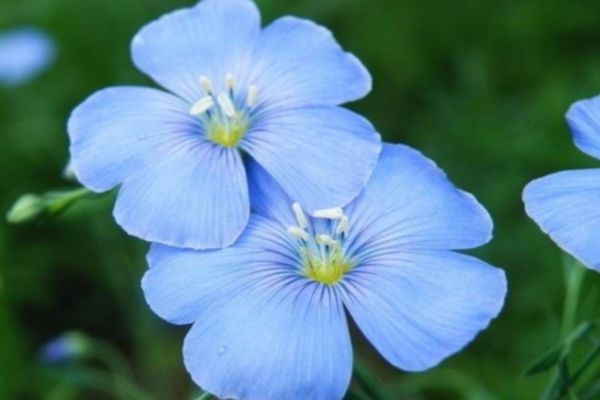 六倍利花 六倍利花