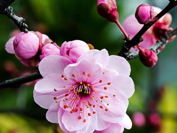 冬天開花的草本植物