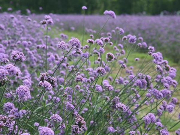 馬鞭草花期多長時間 馬鞭草花期多長時間