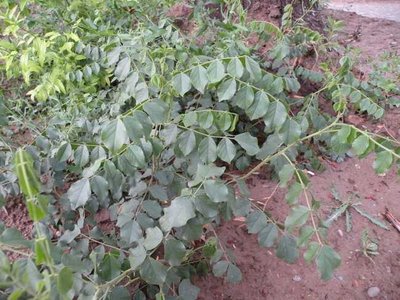 1632741078943913.jpg 1632741078943913.jpg