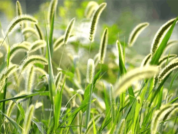 狗尾巴草 狗尾巴草