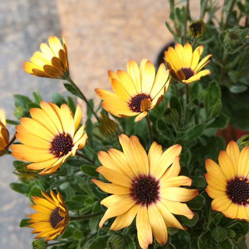 1632748092817534.jpg 8c0834a51aa3972d81c952cb6b2330d7_1590847407978278.jpg