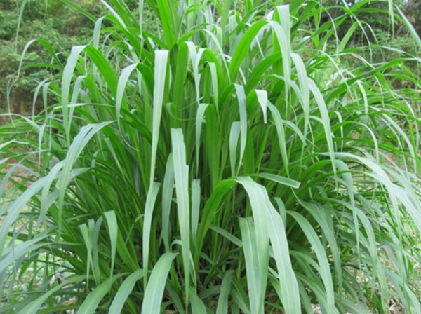 1632796104207260.jpg image.jpg