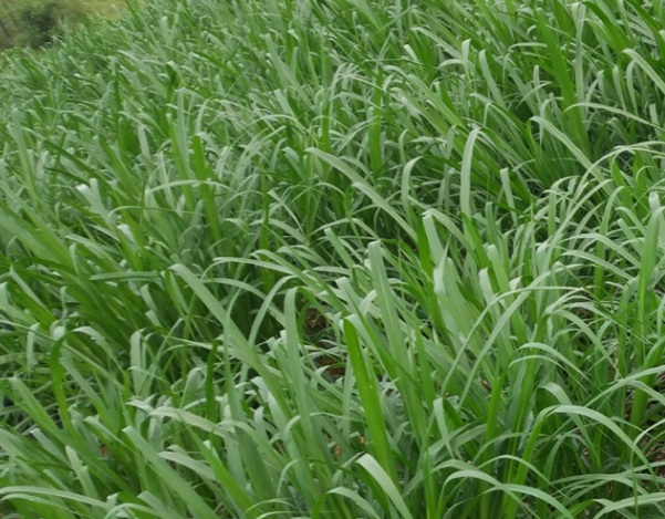 1632796119434264.jpg image.jpg