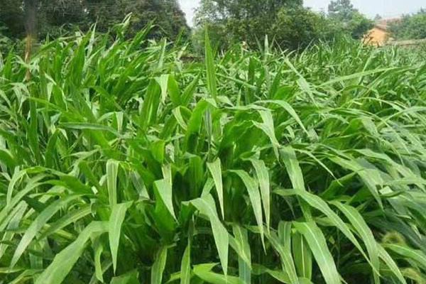 玉米草 玉米草