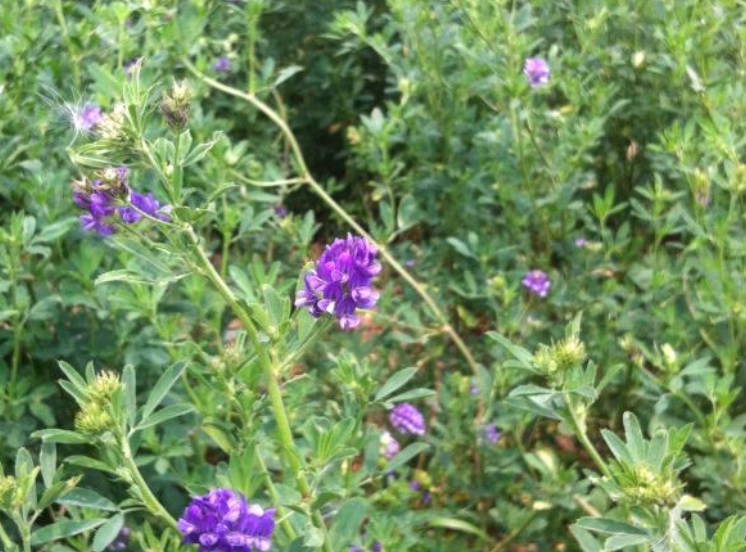 1632808603353212.jpg 苜宿1.jpg