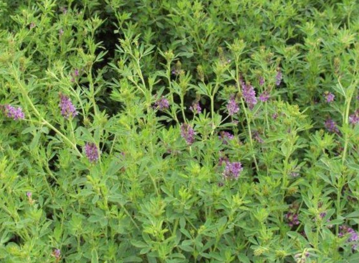 1632808621163670.jpg 苜宿2.jpg