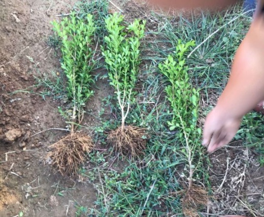 1632811908935795.jpg image.jpg