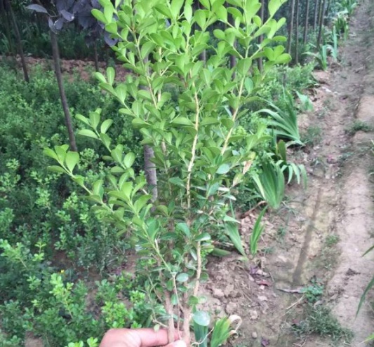 1632811928843482.jpg image.jpg