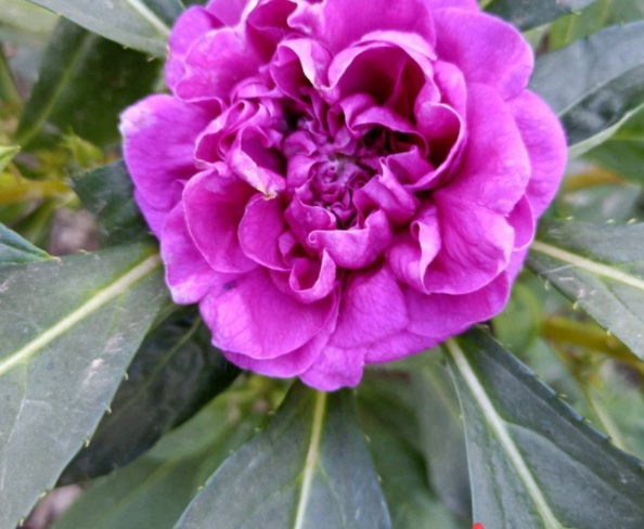 1632822967350072.jpg image.jpg