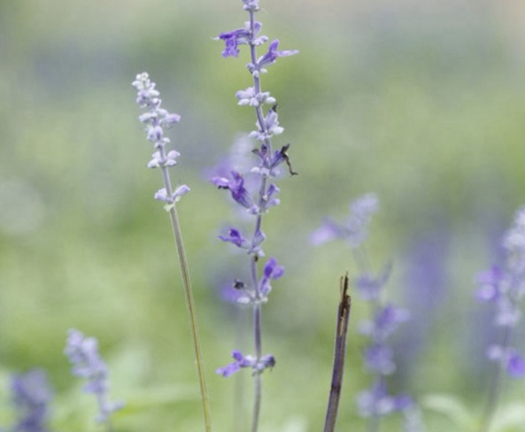 1632826268977474.jpg image.jpg