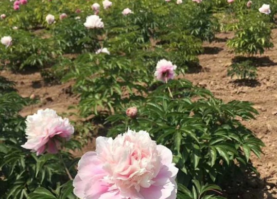 1632828605273819.jpg image.jpg