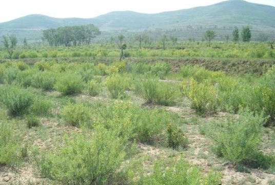 1632828657973640.jpg image.jpg