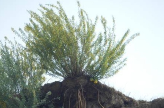 1632828668225393.jpg image.jpg