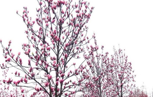 1632829903522796.jpg image.jpg