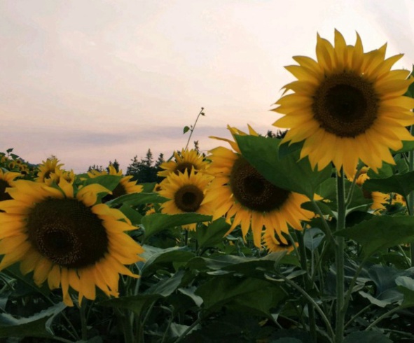 1632830243324915.jpg image.jpg