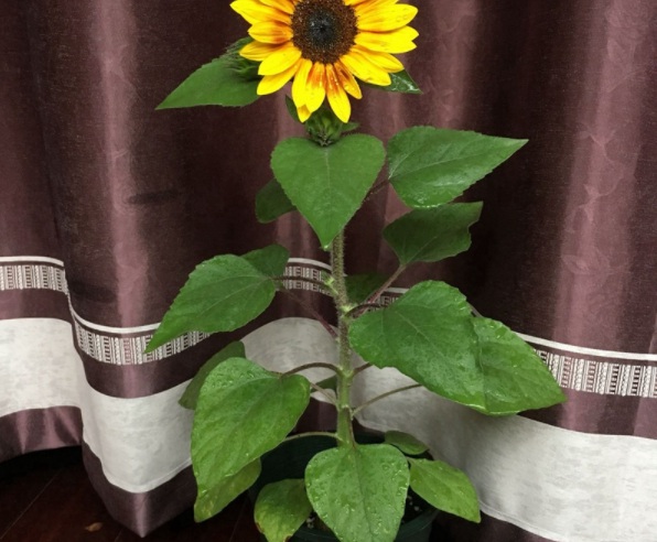 1632830263715479.jpg image.jpg