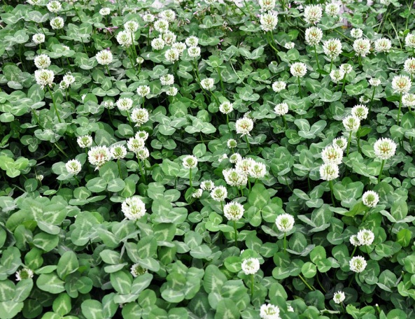 1632872791632098.jpg image.jpg