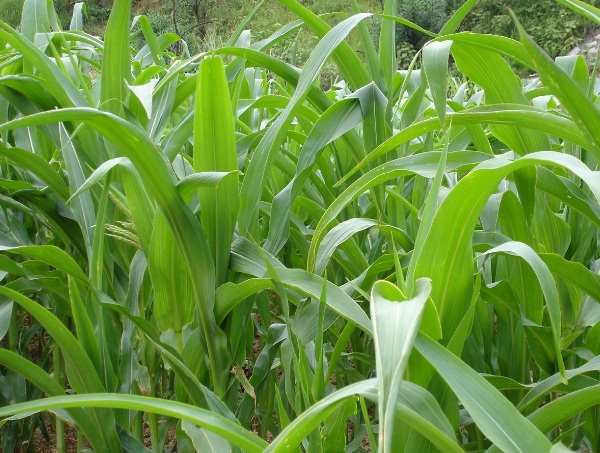 1632873015783547.jpg image.jpg