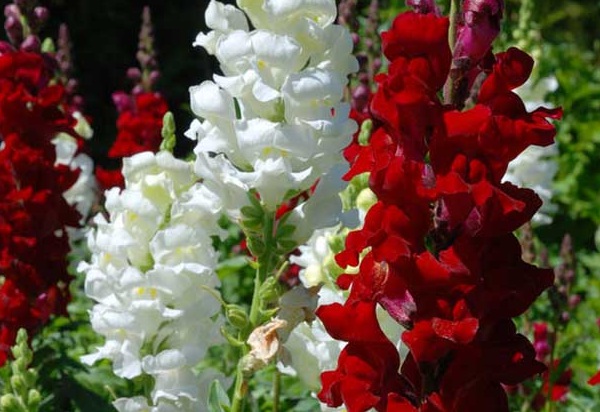 1632874986224718.jpg image.jpg