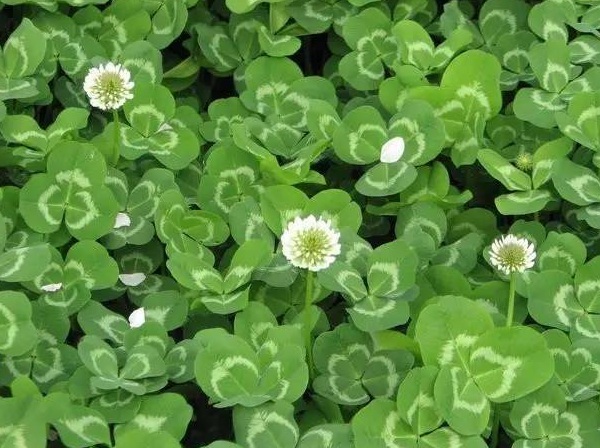 1632875561168149.jpg image.jpg