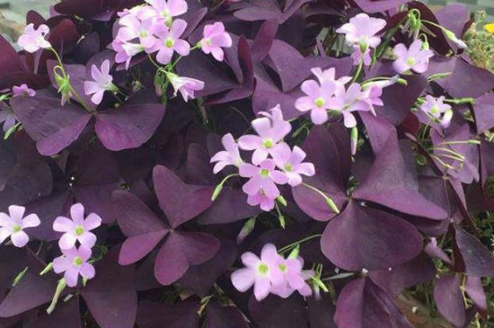 1632878966328654.jpg 1632878966328654.jpg