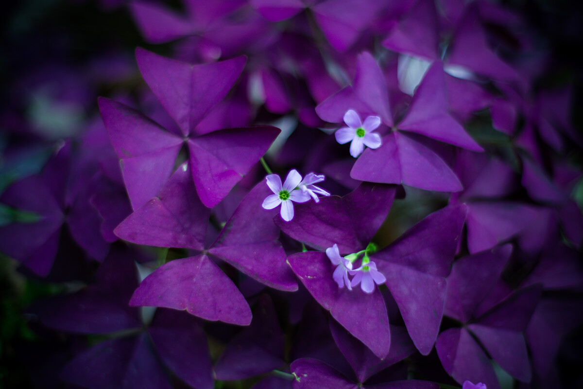 1632879020395681.jpg 1632879020395681.jpg