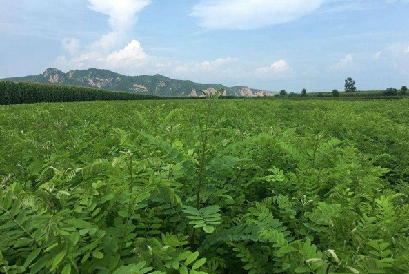 1632895141954049.jpg image.jpg