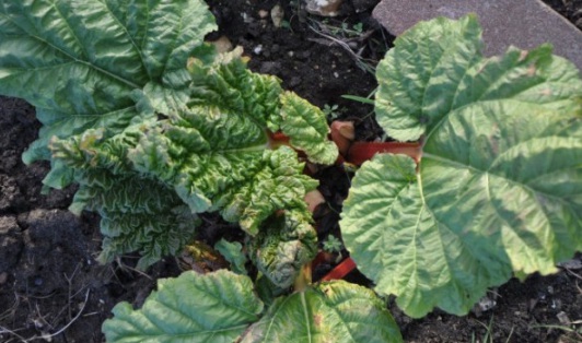 1632895716902231.jpg image.jpg